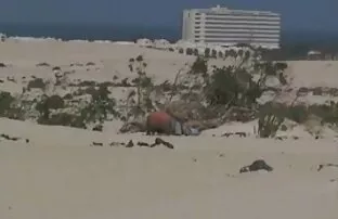 XXX انتخاب از blowjob آماتور با نوک عکس های سکسی بانو الکسیس سینه های جوان